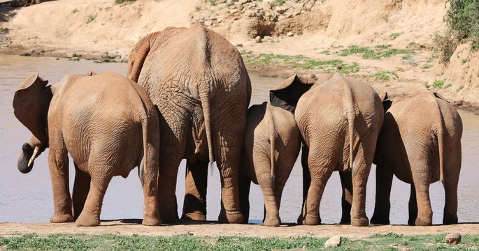 Fototapeta African Elephant Behinds