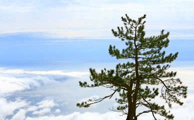 pine tree