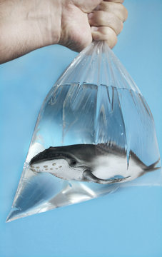 save the whales