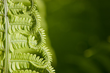 Fern leaf