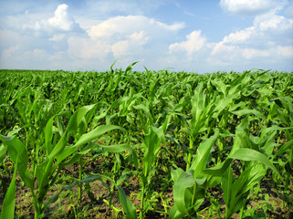 young corn plants in the spring
