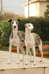 deux whippets dans des positions et attitudes différentes