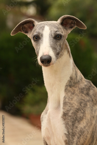 Windhund Repräsentative Arten Windhund Repräsentative Arten