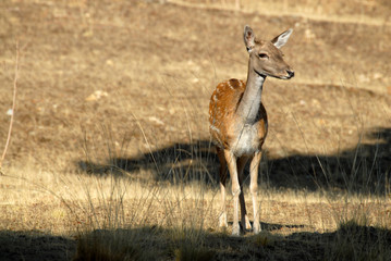 Gamo hembra en la dehesa