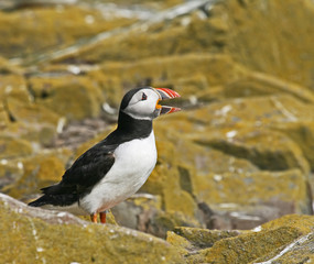 Atlantic Puffin bill open