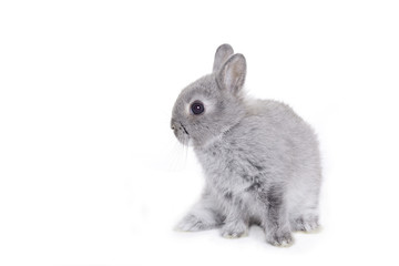 Grey dwarf baby bunny - obrazy, fototapety, plakaty