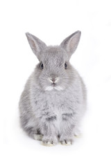 Grey dwarf baby bunny - obrazy, fototapety, plakaty
