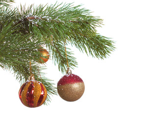 Christmas fir isolated