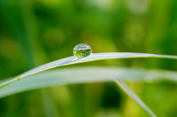 Water drop on green leaf