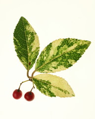 Ardisia japonica 'Miyukinishiki'