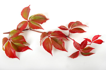 Automne - Branche de feuilles de vigne vierge