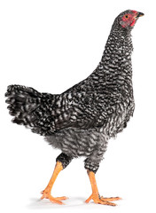 Young gray chiken