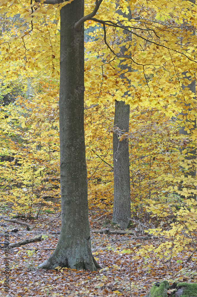 Poster Herbstwald