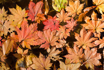 Naklejka na ściany i meble Autumn leaves on water 3