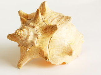 Big cockleshell isolated