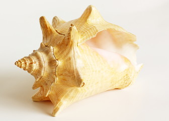 Big cockleshell isolated