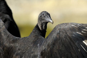 coragyps atratus, black vulture