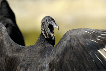 coragyps atratus, black vulture