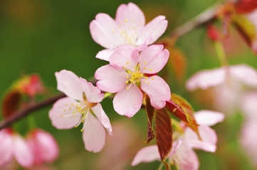 Obraz na płótnie Canvas Spring sakura