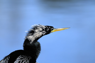 anhinga, anhinga anhinga