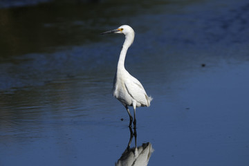 snowy egret, egretta thula