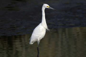 snowy egret, egretta thula
