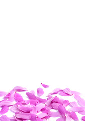 Petals of flowers isolated on white background