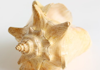 Big cockleshells isolated