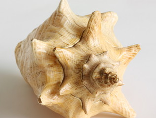 Big cockleshell isolated