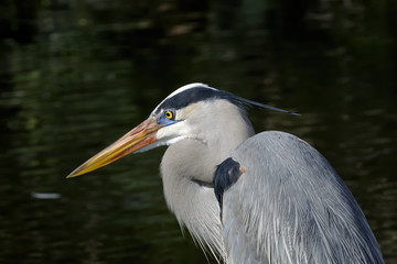 great blue heron, ardea herodias
