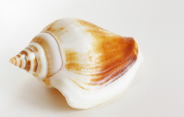 Big cockleshell isolated