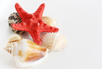 cockleshell with red sea star isolated