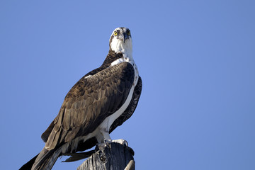 osprey, pandion haliaetus