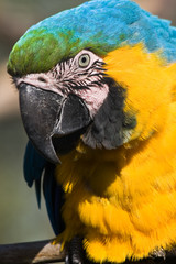 Yellow and blue parrot