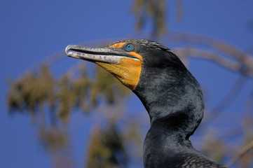double-crested cormorant, phalacrocorax auritus