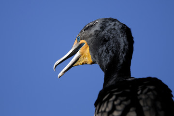 double-crested cormorant, phalacrocorax auritus