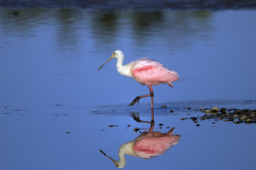 roseate spoonbill, platalea ajaja