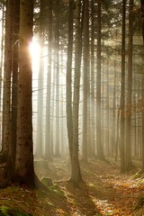 Light of the rising sun enters the beautiful coniferous forest
