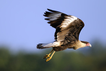 caracara cheriway, northern crested caracara