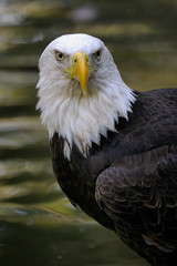 bald eagle, haliaeetus leucocephalus