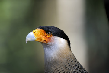 caracara cheriway, northern crested caracara