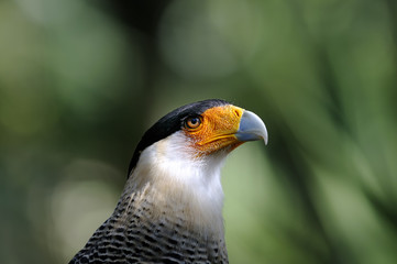 caracara cheriway, northern crested caracara