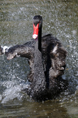 Fototapeta premium black swan, cygnus atratus