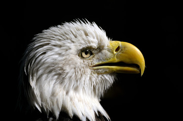 bald eagle, haliaeetus leucocephalus
