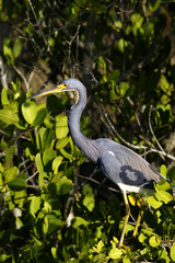 egretta tricolored, louisiana heron, tricolored heron