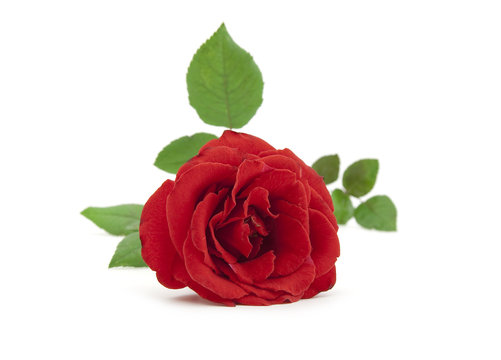 Beautiful red rose with leaves on a white background