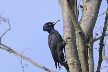 black woodpecker, dryocopus martius