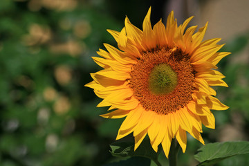 Sonnenblume