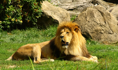 Lion in ZOO