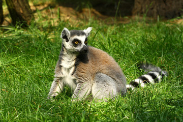 Naklejka na ściany i meble Lemur w trawie